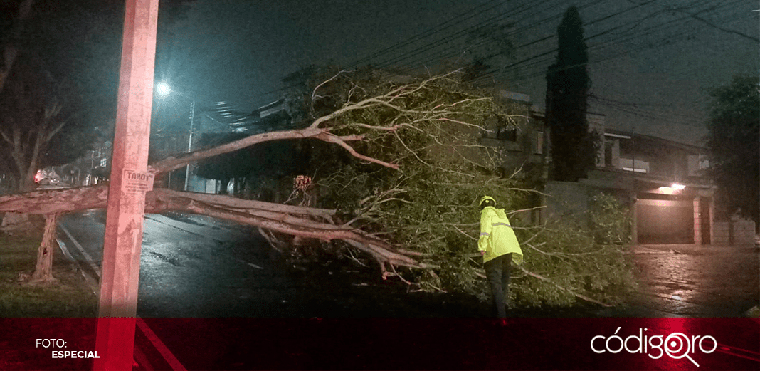 Lluvia deja un árbol caído en Colinas del Cimatario