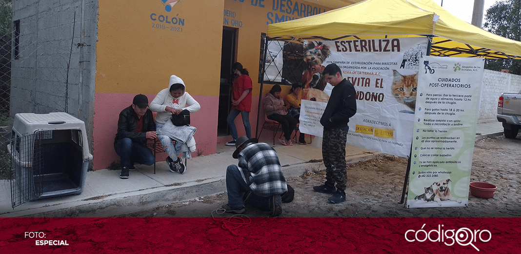 Ante envenenamientos masivos, exigen unidad animal en Colón
