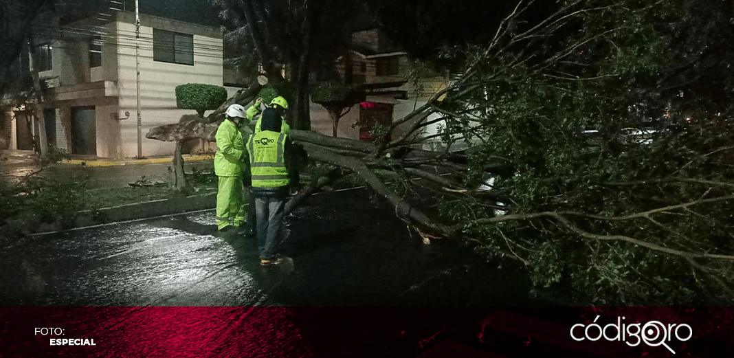 Suman 148 árboles caídos por lluvias, desde mayo
