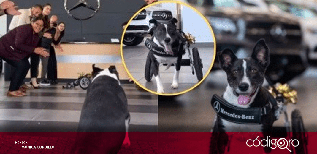Mercedes-Benz diseña una silla de ruedas para "Bunny"