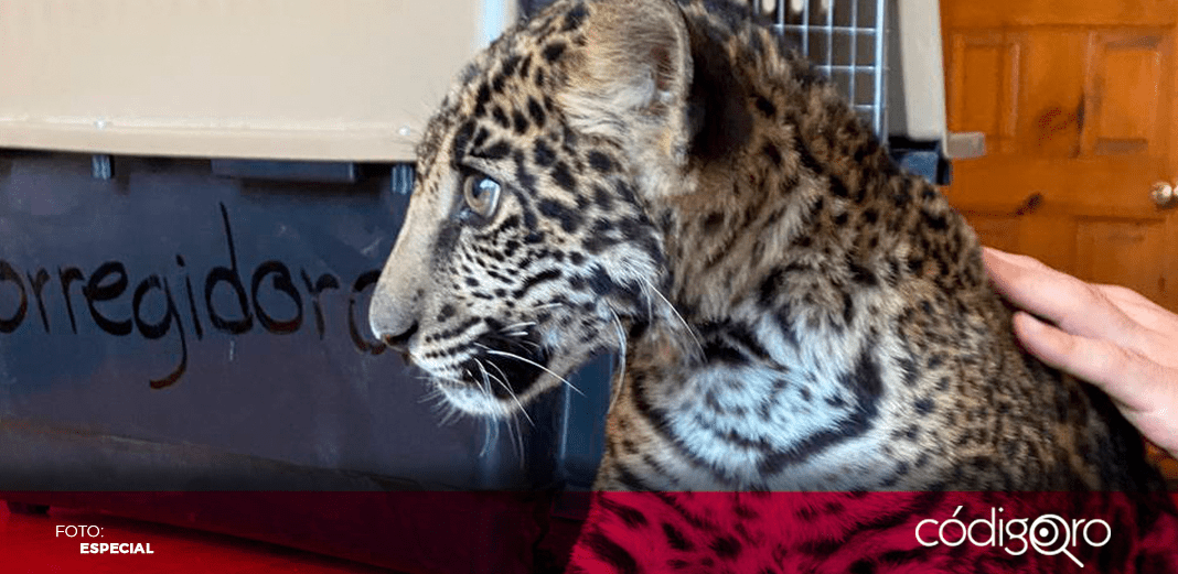 Protección Civil de Corregidora rescata a un jaguar