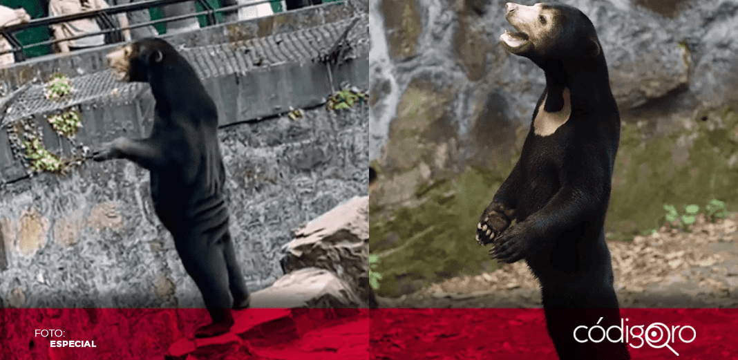 Zoológico en China aclara que sus osos no son personas disfrazadas