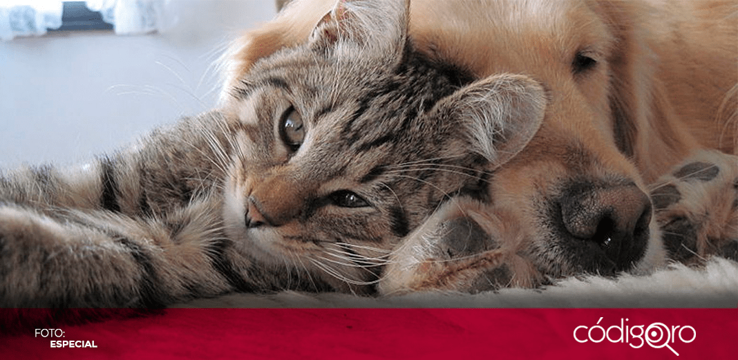 Promueven adopción responsable de perros y gatos