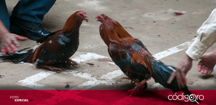 De 2016 a la fecha, el municipio de Querétaro ha autorizado 11 peleas de gallos. Foto: Especial