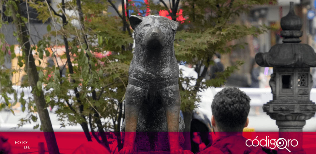 Hachiko cumple 100 años esperando a su dueño en la estación de tren de Shibuya