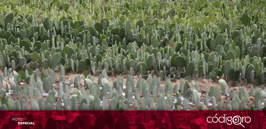 Promueve Sedea siembra de nopal como cultivo alternativo