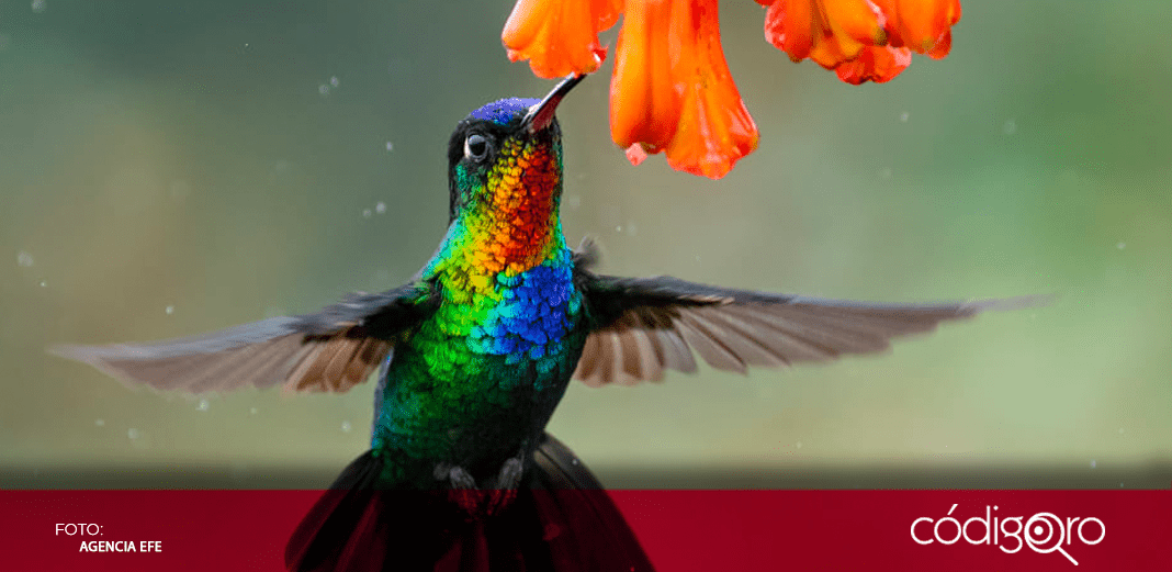 Crean santuario para proteger a los colibríes en Puebla
