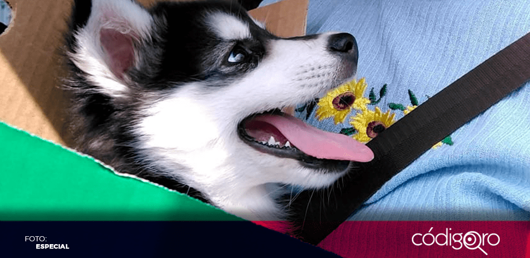 Exhortan a no regalar mascotas en esta temporada