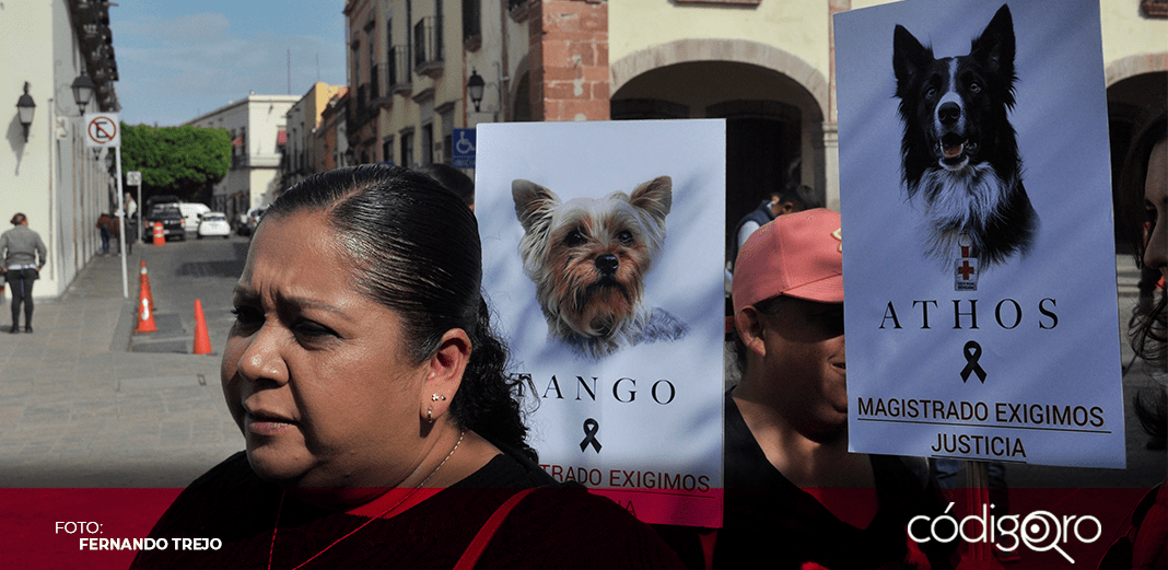 Muy pobres argumentos del magistrado en caso de Athos y Tango: abogada