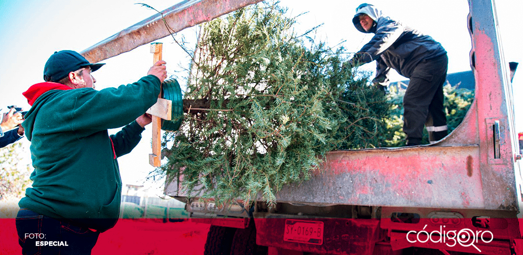 Anuncian campaña de recolección de árboles de navidad en El Marqués
