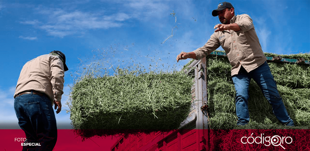 Sedea apoya con alimento a productores del campo