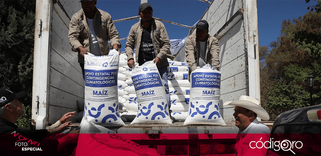 Sedea termina primera etapa de entrega de maíz