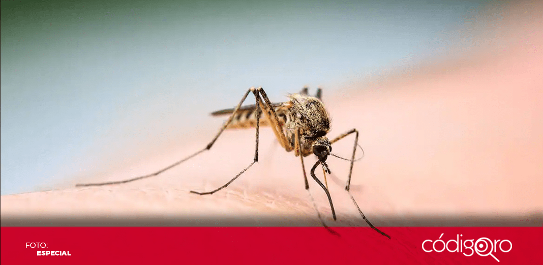 Perú, en alerta epidemiológica por más de 6 mil casos de dengue