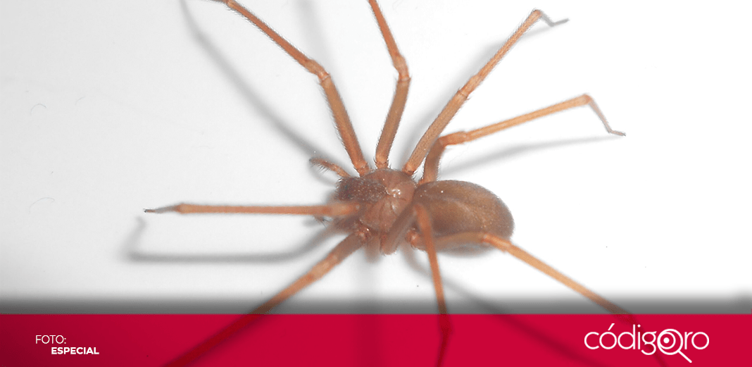 Llaman a acudir a urgencias ante picadura de araña loxosceles