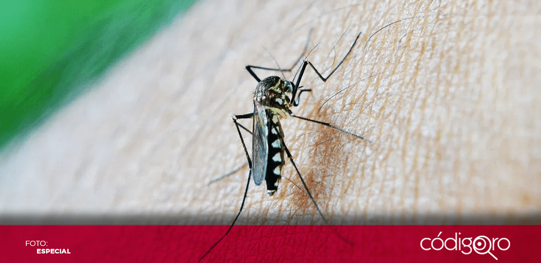 Epidemia de dengue alcanza cifras alarmantes