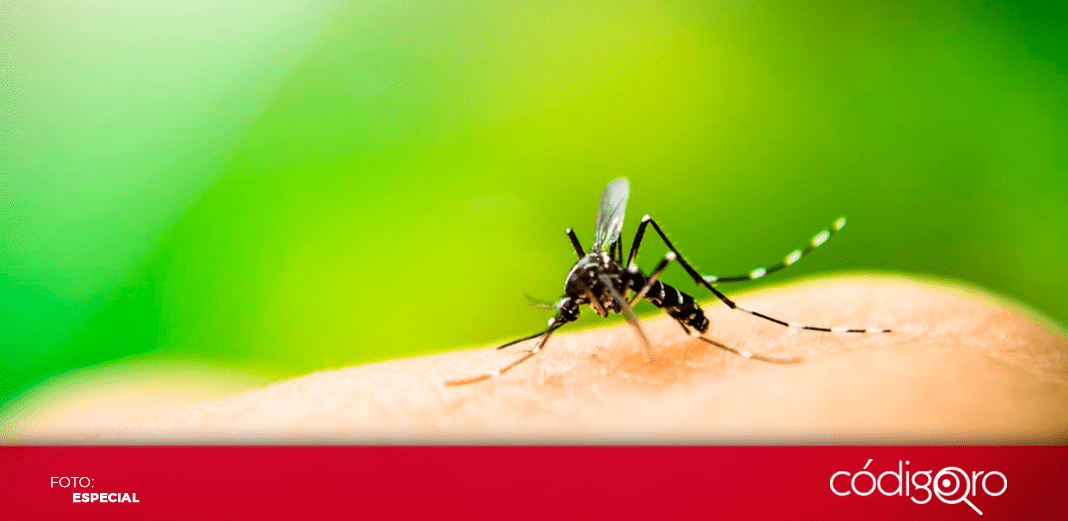Se alista en Querétaro la Jornada Nacional de Lucha Contra el Dengue