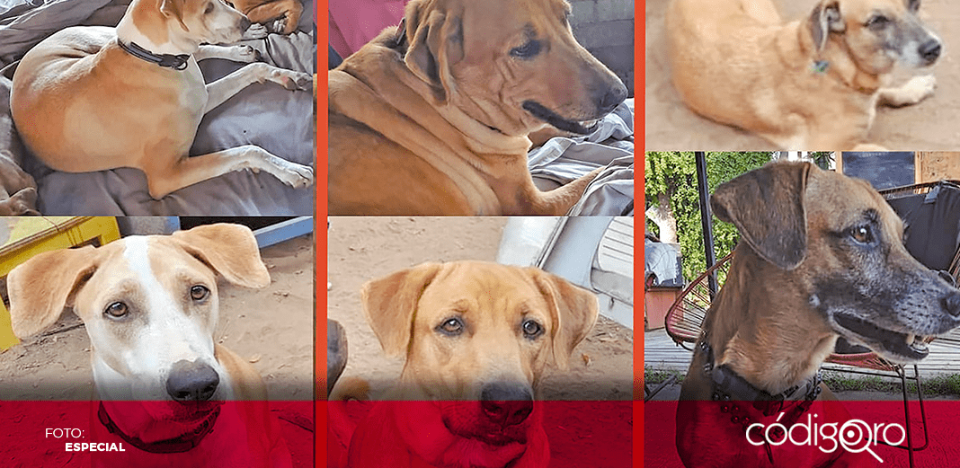 Pide asociación ayuda para localizar a perros tras asalto