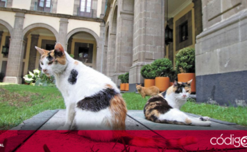 Presidente de México es reconocido por PETA, debido a la protección de los gatos que habitan en Palacio Nacional; fueron declarados como "activos fijos"
