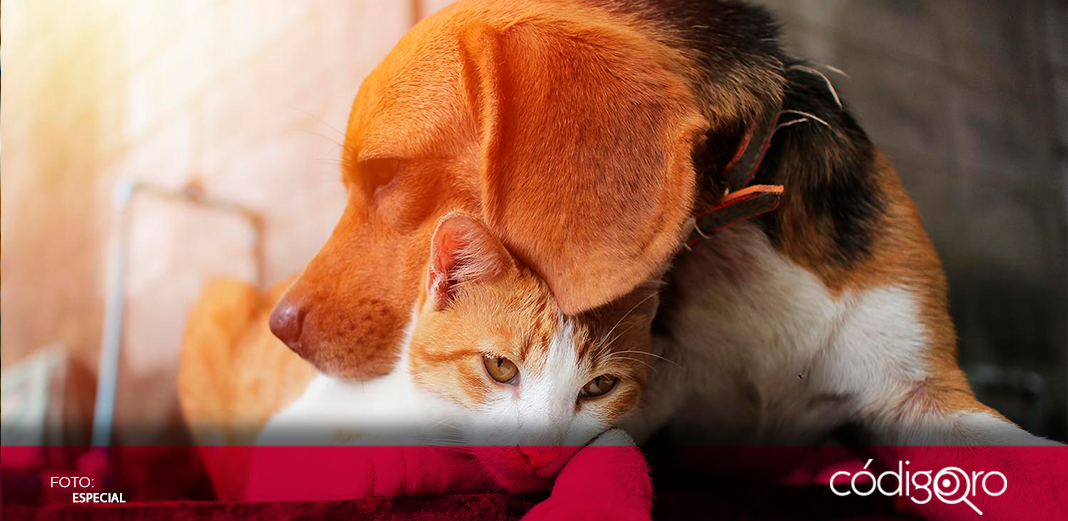 Arranca Jornada de Esterilización para Perros y Gatos en Querétaro