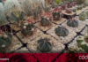 Productores de cactus y suculentas buscarán continuar realizando exposiciones. Foto: Rosaura Hernández