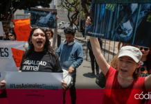 Activistas denuncian al senador Adolfo Gómez, quien promovió "sacrificio de ave" en el Senado; advirtieron que "no tolerarán" el maltrato animal