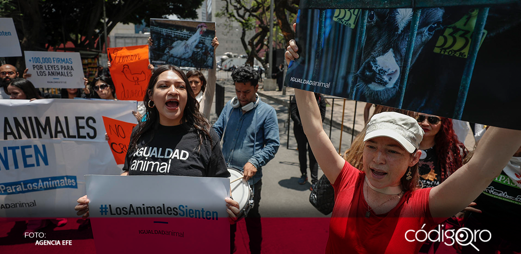 Activistas denuncian al legislador que promovió "sacrificio de ave" en el Senado