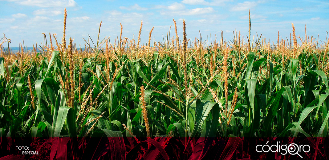 Crecen 10.6% las exportaciones agrícolas en Querétaro durante el 2023