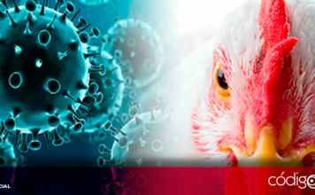 OMS mantiene en un nivel "bajo" el riesgo sanitario global de la gripe aviar, pese al hallazgo en ganado vacuno; la tasa de letalidad en humanos supera el 50% 