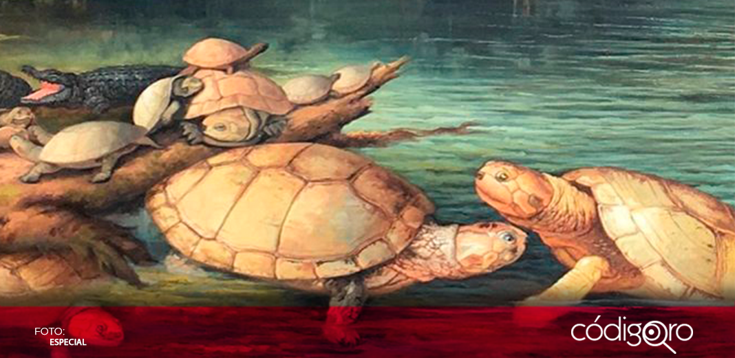 Encuentran en Colombia un fósil de tortuga gigante de hace 57 millones de años