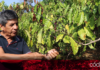 El 90% de los cultivos de café están en riesgo por la sequía en el país, afectando principalmente a la región sur; el área sembrada de café cereza cayó un 0.42% anual en 2023