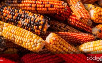 El presidente subrayó que un estudio del Conacyt estableció que no puede utilizarse maíz amarillo de importación para uso o consumo doméstico