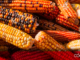 El presidente subrayó que un estudio del Conacyt estableció que no puede utilizarse maíz amarillo de importación para uso o consumo doméstico