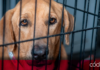 El CAAM recuperó a uno de los tres caninos extraviados de una mujer canadiense fallecida el pasado 17 de marzo; se trabaja con la FGE para determinar cuál será el destino del ejemplar