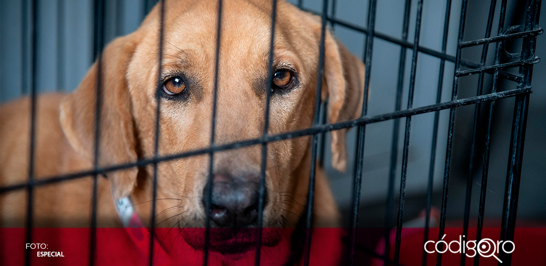 Recuperan a otra mascota de una mujer canadiense