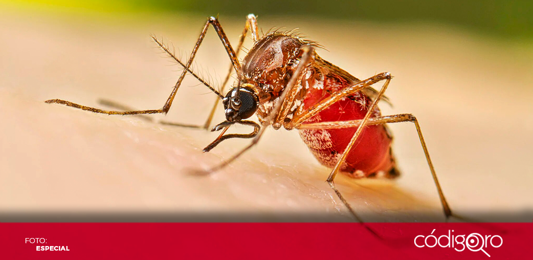 EUA alerta a sus habitantes de amenaza de dengue tras dispararse los casos en el mundo