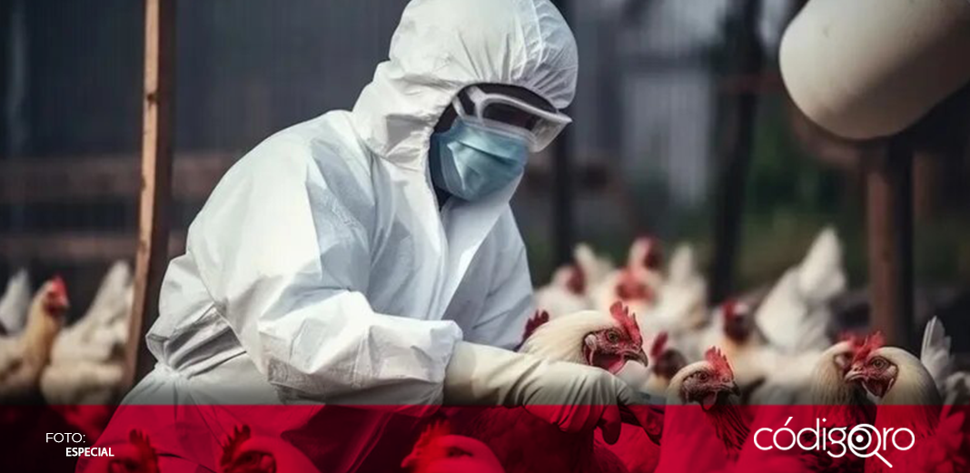 EUA concede 176 mdd para el desarrollo de vacuna contra la gripe aviar