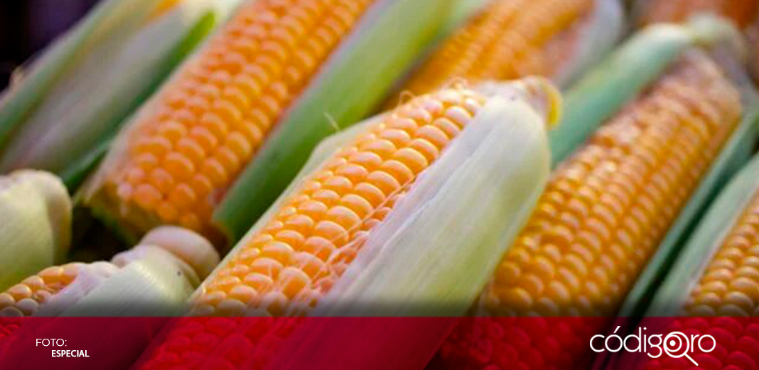 USDA reporta que México compró 133 mil toneladas de maíz amarillo 