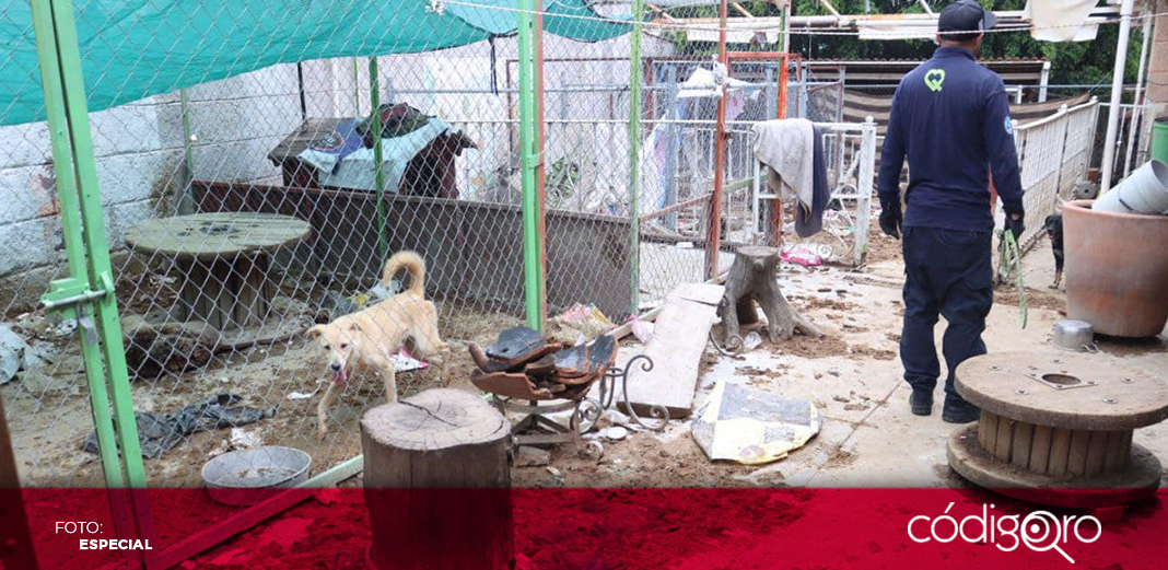 Clausuran refugio de animales en Querétaro