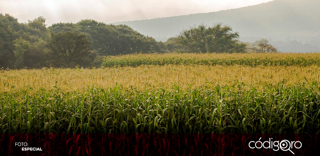 Con fondo, se beneficiaron 4 mil productores: Sedea