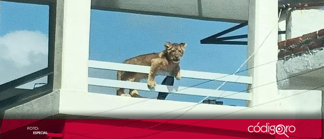 Autoridades de San Juan del Río atendieron un reporte sobre la presencia de una leona localizada en el fraccionamiento Los Nogales; sin embargo, pese a que los propietarios tienen los documentos y chip en regla, la felina será trasladada a un zoológico localizado en el Edoméx
