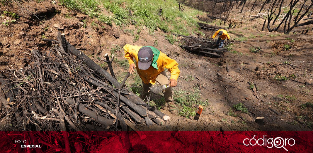 Reforestan en Cadereyta zona afectada por incendio