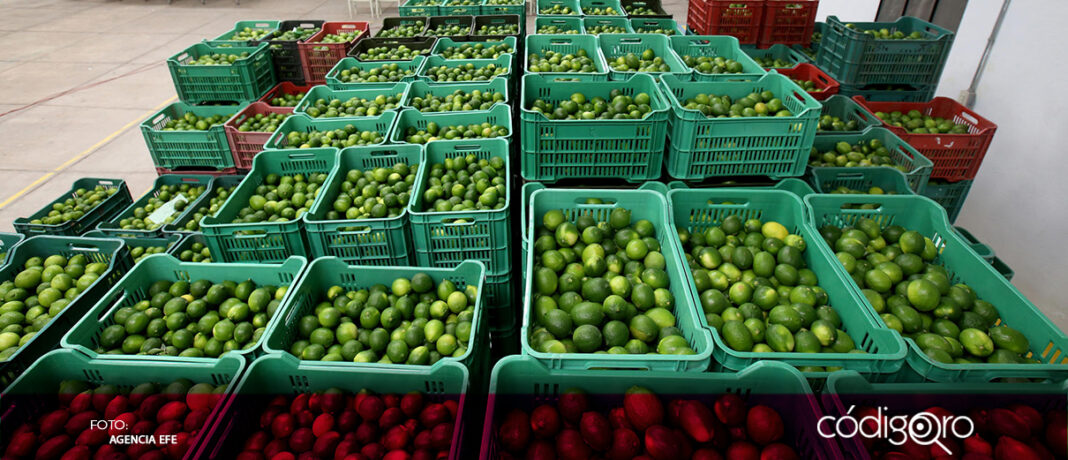 Productores de limón de Michoacán paran actividades por fallecimiento de uno de sus compañeros a manos de presuntos sicarios en el poblado de Buenavista Tomatlán