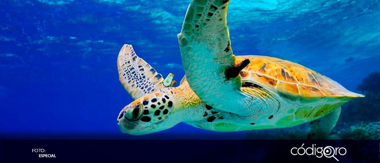 Investigan la muerte de centenares de tortugas caguama en México