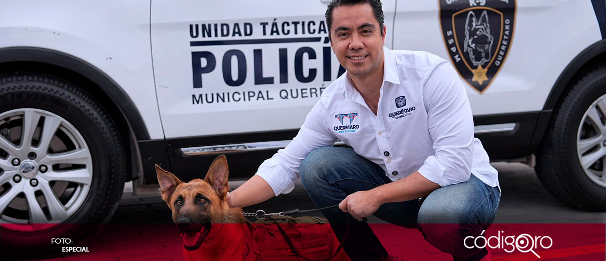Anuncian la incorporación de 12 nuevos caninos al grupo táctico K9