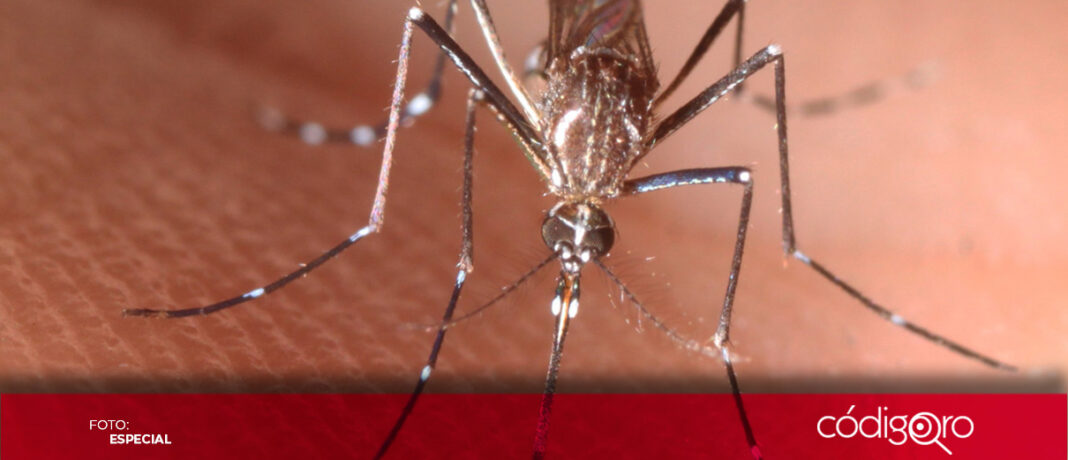La Secretaría de Salud del Estado de Querétaro sigue alertando por los casos de dengue. Foto: Especial