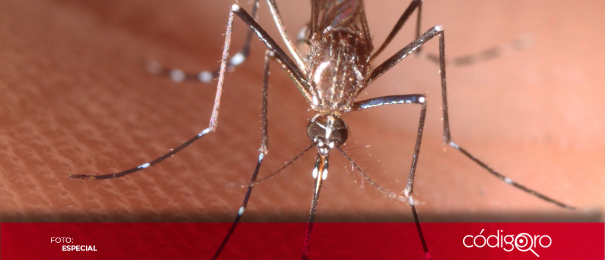 Querétaro acumula más de 2 mil 600 casos de dengue