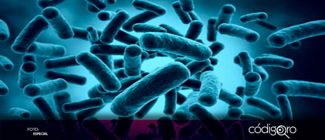 Klebsiella oxytoca, la bacteria que mantiene alerta al país, ya que la Secretaría de Salud emitió el 3 de diciembre una alerta epidemiológica sobre un brote de infección del torrente sanguíneo por dicha bacteria, relacionada con posible contaminación de nutrición parental