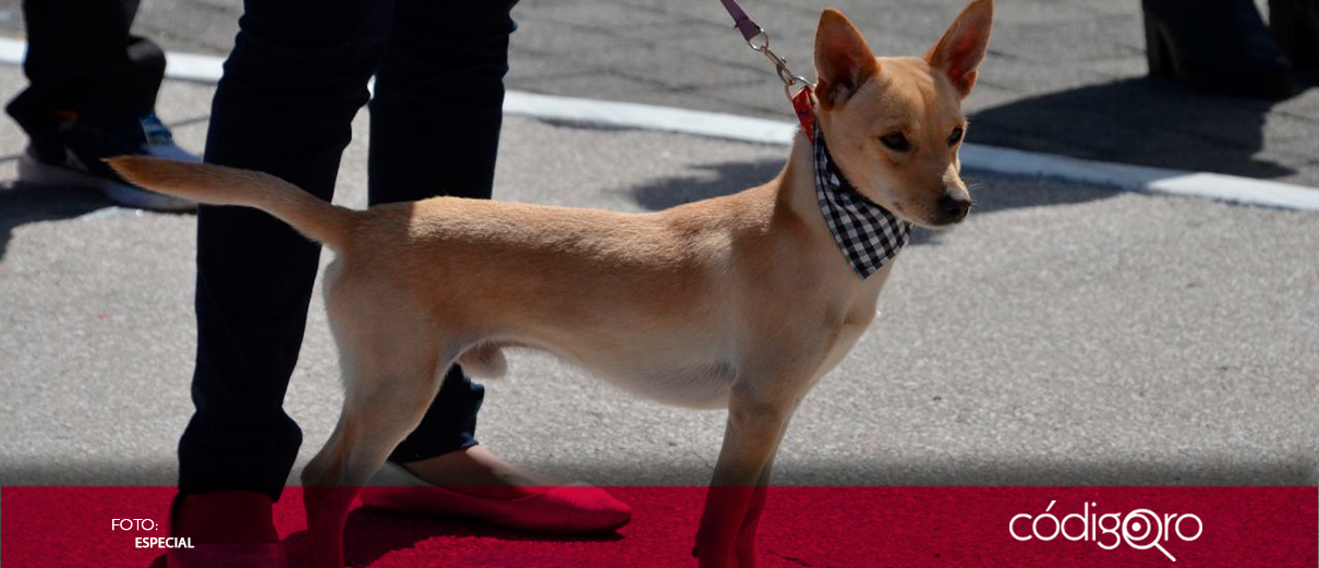 Realizan jornada de esterilización en la capital queretana