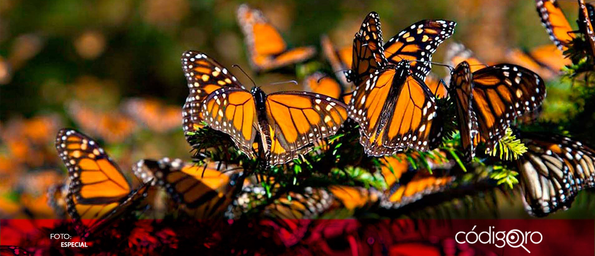 EUA propone registrar a la mariposa Monarca como especie amenazada