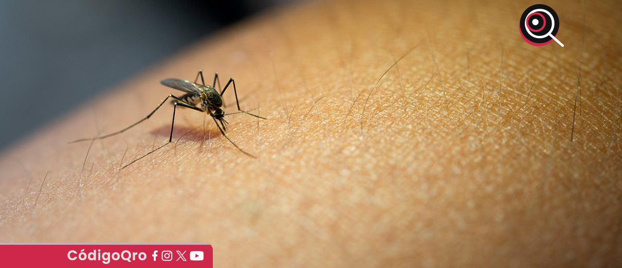 Secretaría de Salud reporta 11 casos de dengue en Querétaro
